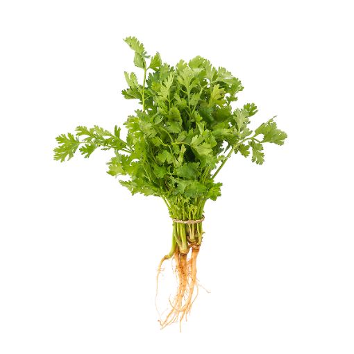 MODEL HERBS PARSLEY PP