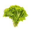 MODEL LETTUCE ICEBERG PP