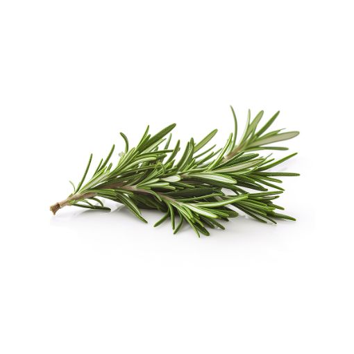 MODEL HERBS ROSEMARY PP